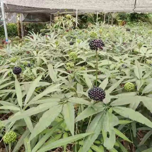 竹节参种子图片 竹节参种子播种技术分享