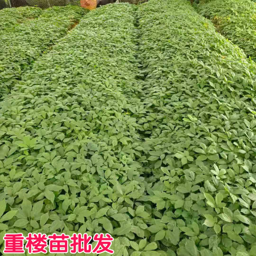 云南重楼苗批发 云南重楼苗价格 云南重楼苗图片