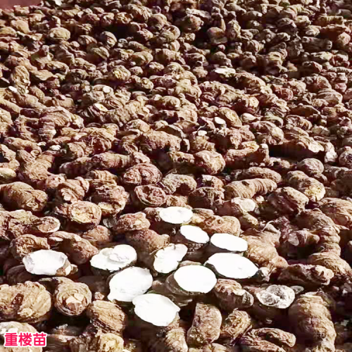 云南重楼苗多少钱一株