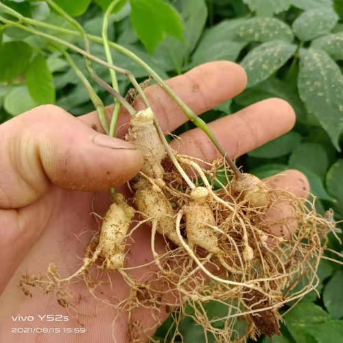 湖北竹节参种子竹节参种苗 竹节参种子多少钱一斤