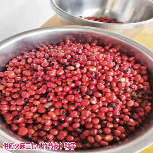 云南竹节参多少钱一斤 云南竹节参种植基地 云南竹节参价格