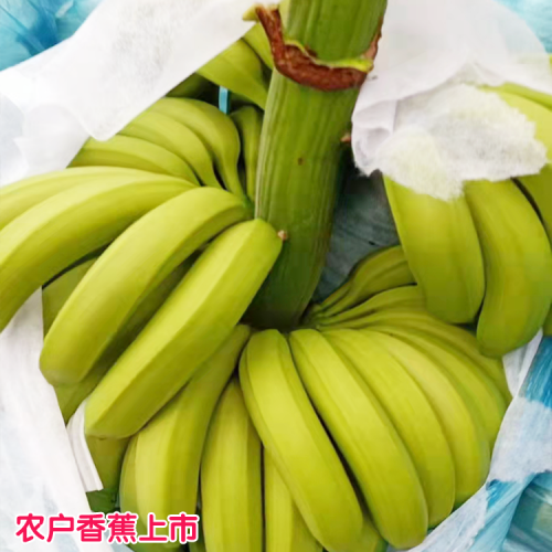 广西桂林地区香蕉价格  福建福州地区香蕉价格
