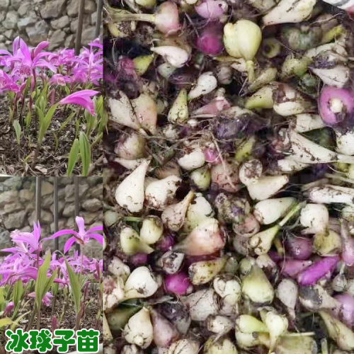 冰球子繁殖技术