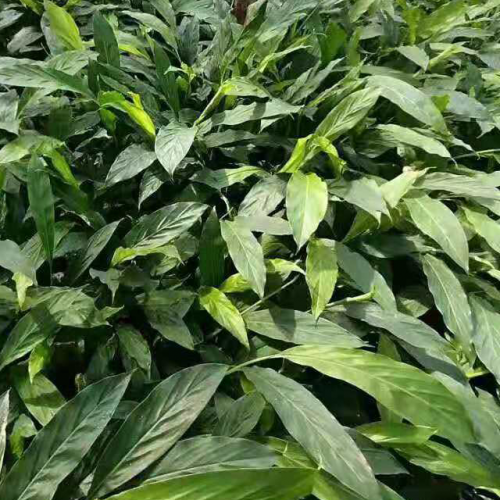 适合四川/广西种植的草果小苗|目前3年草果小苗哪里有卖