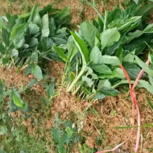 草果开花季节-文山草果花/三年草果袋苗销售