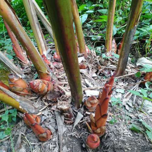 今年草果种子|草果行情|草果小苗|草果种子|