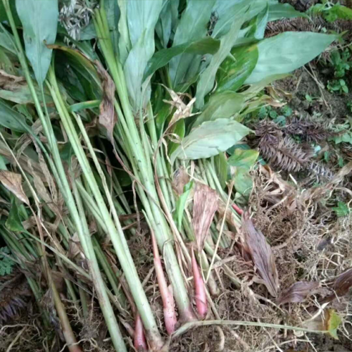 草果苗多少钱* 草果苗一亩种植多少株