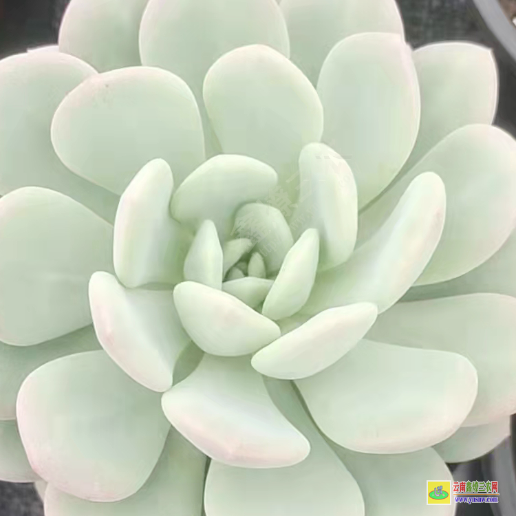 云南昆明植物批发 云南基地都在哪里 云南批发基地这哪些地方
