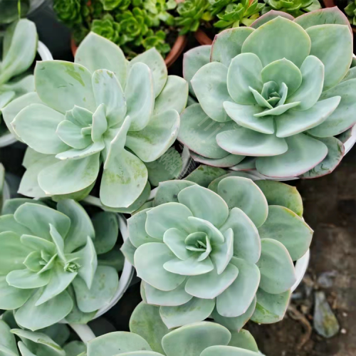 多肉种植基地布置图 多肉植物批发基地在哪 云南多肉批发市场