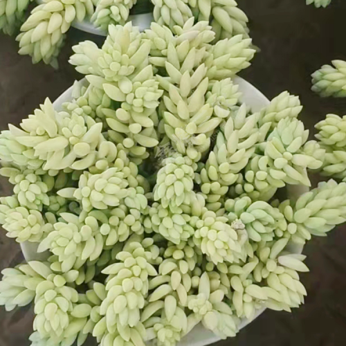 昆山多肉种植基地 多肉植物批发基地 云南多肉批发厂家直销