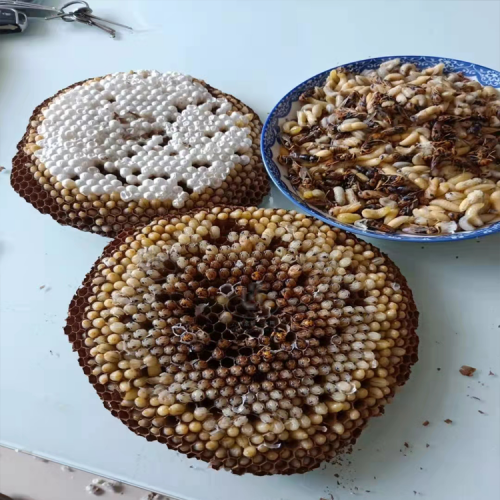 蜂蛹多少钱一斤?蜂蛹的市场价格! 胡蜂蛹价格多少钱一斤?