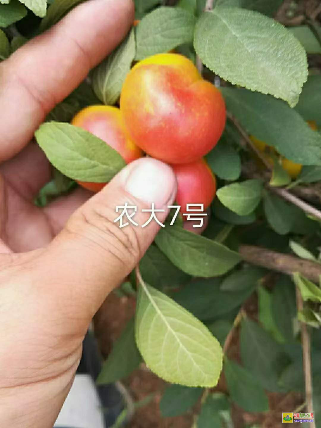 云南新品种钙果苗价格 中华钙果苗价格 钙果苗基地