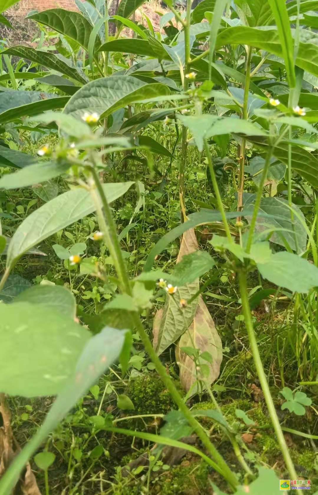 马比木苗多少钱一棵？ 种植市场前景如何 附种植利润介绍！