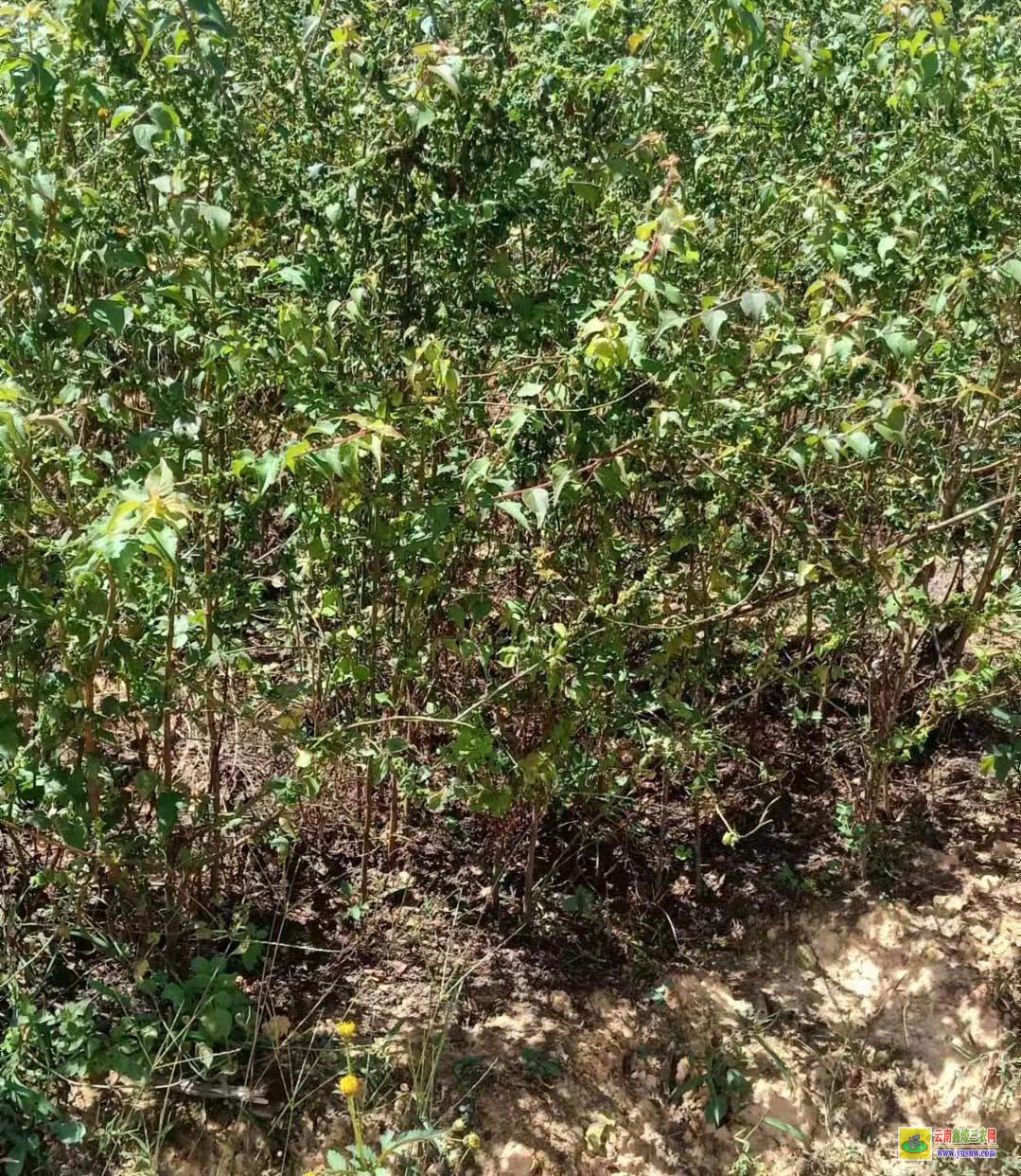 马比木苗多少钱一棵？ 种植市场前景如何 附种植利润介绍！