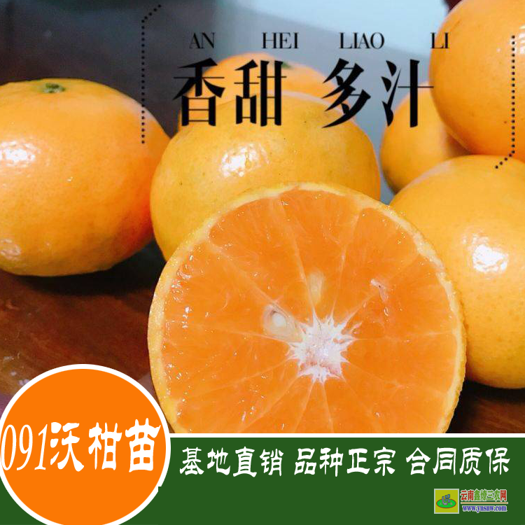 盈江沃柑袋苗多少钱一棵？ 沃柑苗到哪里买才真 四川沃柑苗价格表
