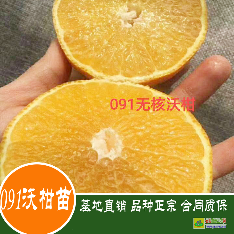 澜沧沃柑袋苗图片价格 沃柑苗到哪里买才真 广西沃柑苗价格表