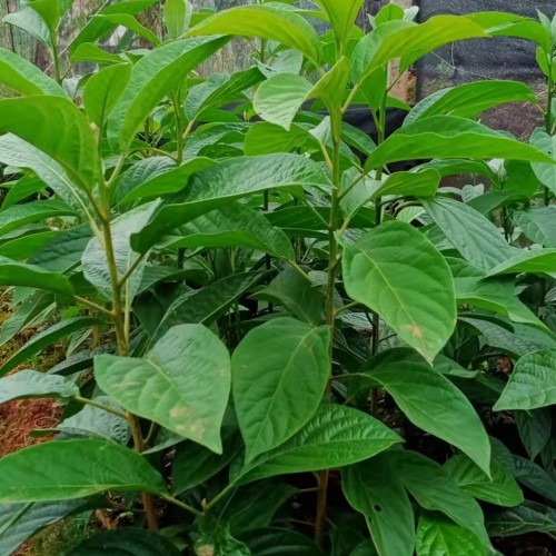 马比木根茎多少钱一斤