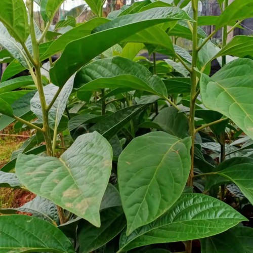 市场马比木价格