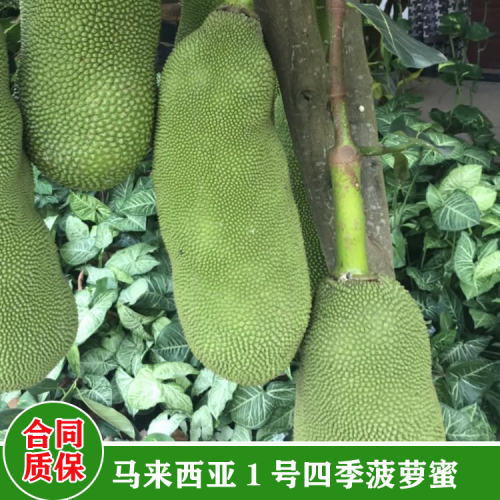 福建菠萝蜜苗图片 菠萝蜜苗价格 菠萝蜜苗用什么肥料