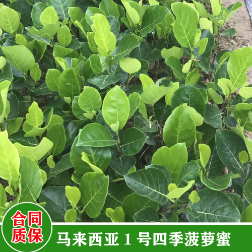 安徽菠萝蜜苗叶子发黄怎么办 菠萝蜜苗多少钱一棵 菠萝蜜苗图片超清