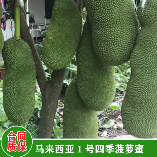 湖南菠萝蜜苗多少钱一颗 菠萝蜜苗哪里有卖 菠萝蜜苗哪个品种好