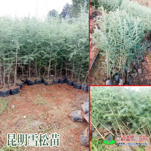 一亩地需要多少棵昆明雪松苗?