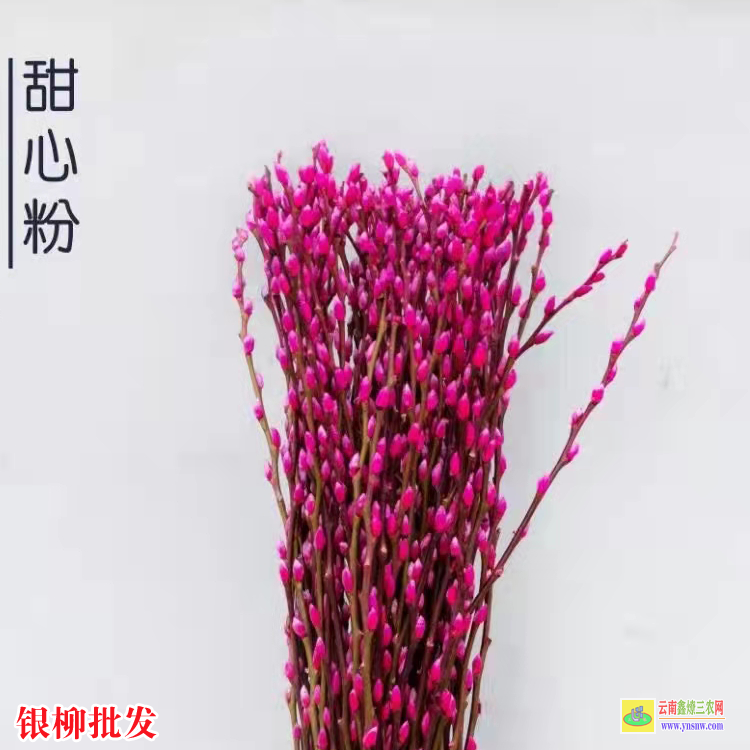 淄博银柳批发收购价格 银柳批发基地号码 银柳批发商