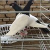 菏泽观赏鸽子品种大全图片 肉鸽批发商 肉鸽批发价多少