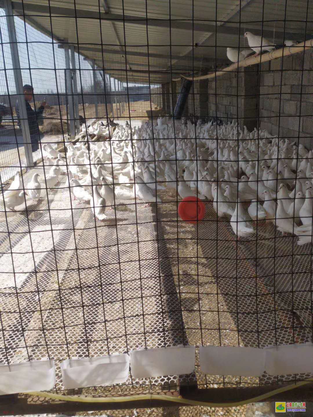 垦利肉鸽价格走势图 特留种鸽价格 肉鸽价格怎么样