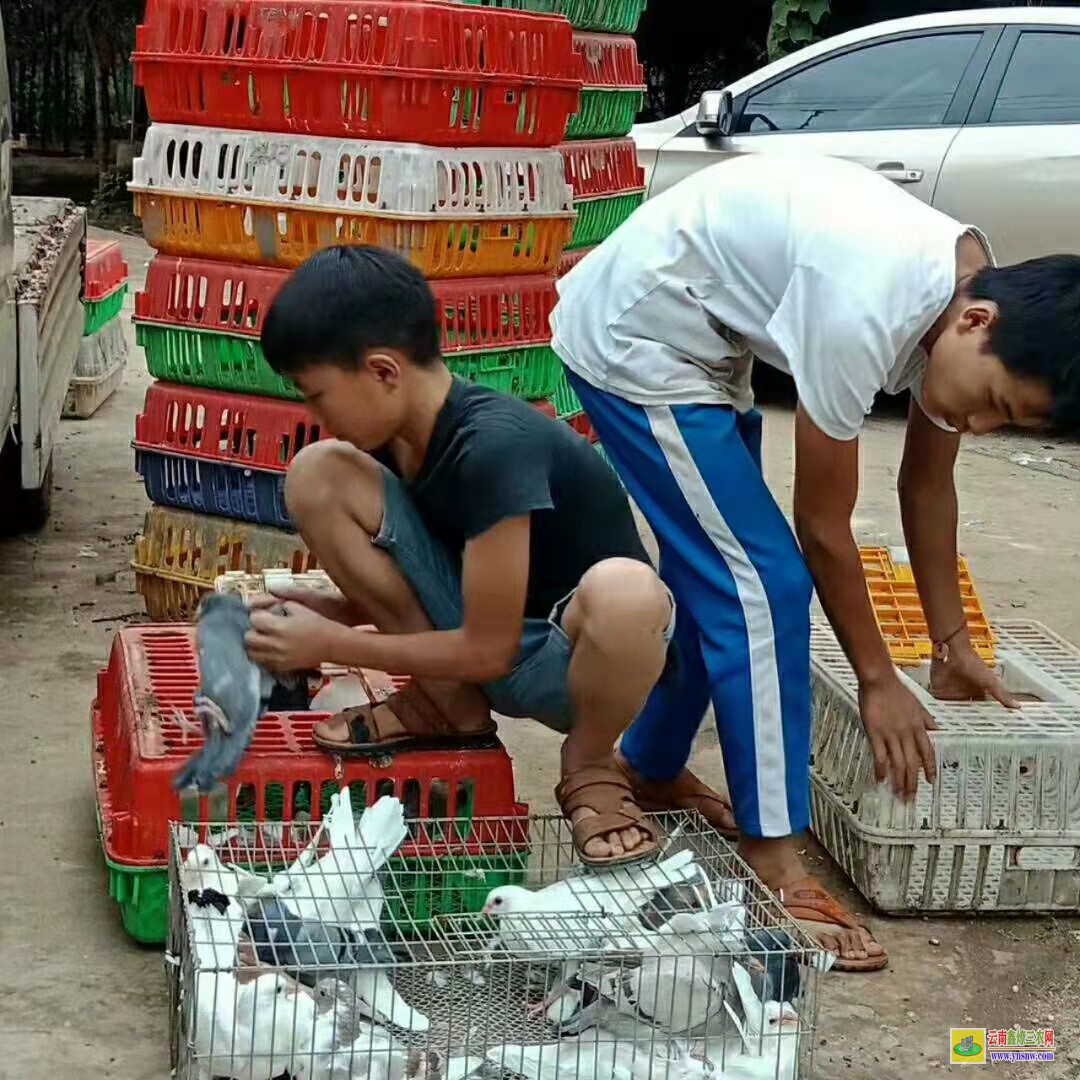 利津肉鸽价格市场行情 目前市场肉鸽价格怎么样? 种鸽价格求购信鸽种鸽