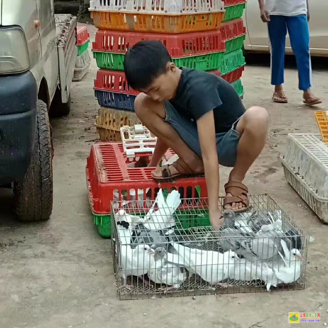 垦利肉鸽价格走势图 特留种鸽价格 肉鸽价格怎么样