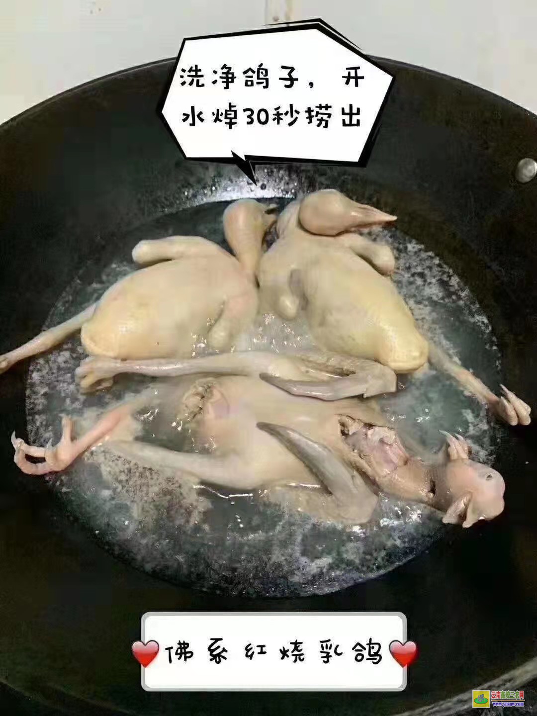 垦利肉鸽价格走势图 特留种鸽价格 肉鸽价格怎么样
