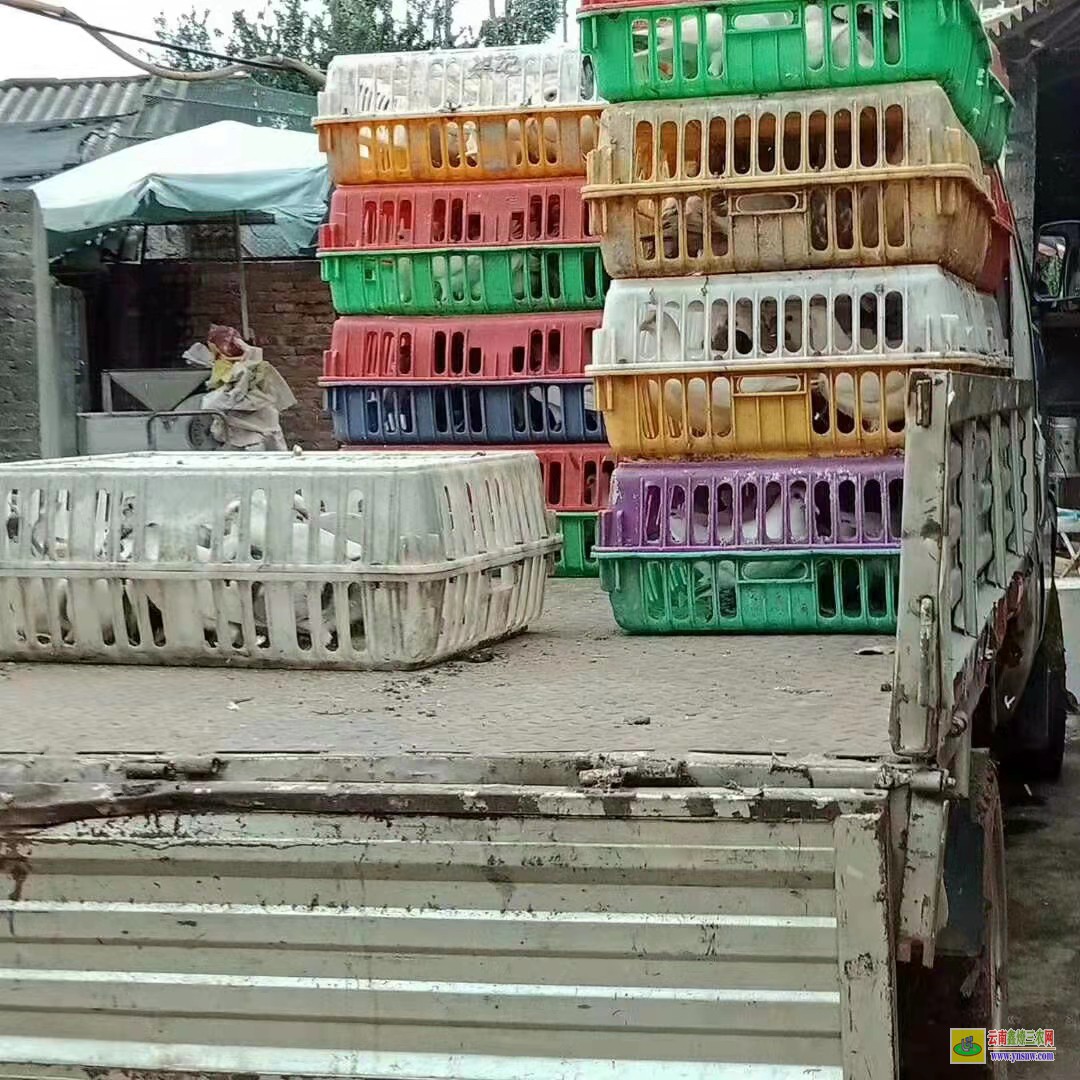 槐荫肉鸽价格走势图 特留种鸽价格 肉鸽价格怎么样