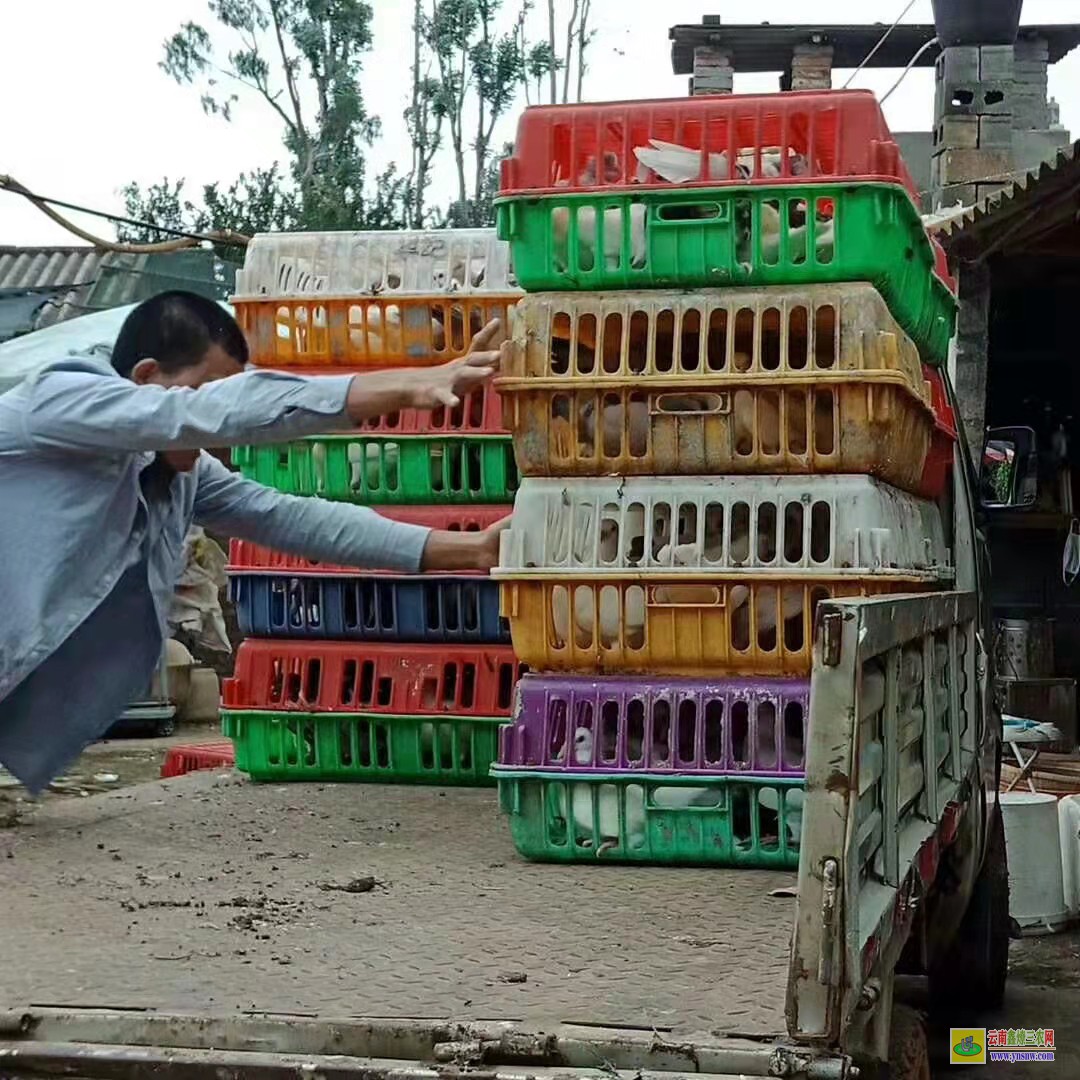 垦利肉鸽价格走势图 特留种鸽价格 肉鸽价格怎么样
