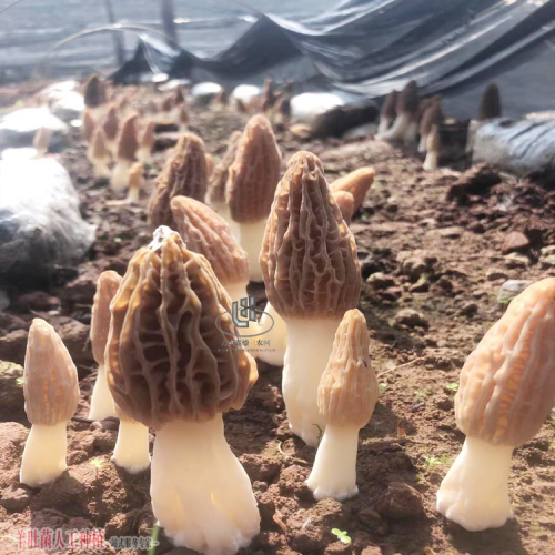 开远羊肚菌菌种在哪里购买 羊肚菌种植方法和条件 羊肚菌菌种培养温度