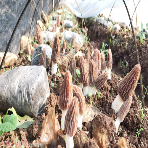 东川羊肚菌价格多少钱一斤2020 羊肚菌种植周期要多久