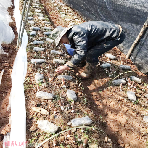 泸水羊肚菌价格多少钱一斤2020 羊肚菌种植土壤要求