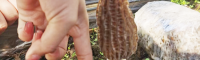 永善羊肚菌菌种在哪里购买 羊肚菌种植前景和效益