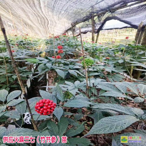 防城港火麻三七苗价格 竹节参价格多少钱一斤种子 竹节参价格分析