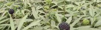 杭州贵州竹节参价格 竹节参价格多少钱一斤种子 竹节参价格分析