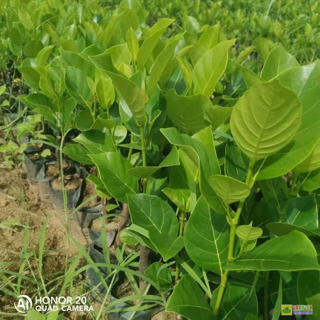 12号菠萝蜜苗8号菠萝蜜苗有什么区别 泰国12号菠萝蜜苗多少钱一木株 泰国12号菠萝蜜苗