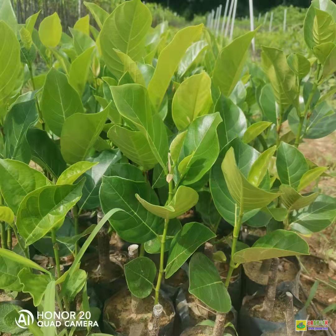 12号菠萝蜜苗8号菠萝蜜苗有什么区别 泰国12号菠萝蜜苗多少钱一木株 泰国12号菠萝蜜苗