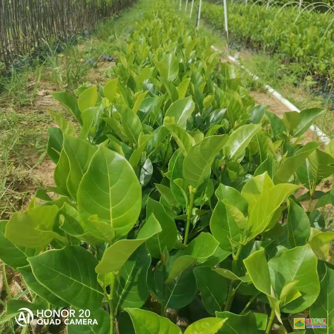 12号菠萝蜜苗8号菠萝蜜苗有什么区别 泰国12号菠萝蜜苗多少钱一木株 泰国12号菠萝蜜苗