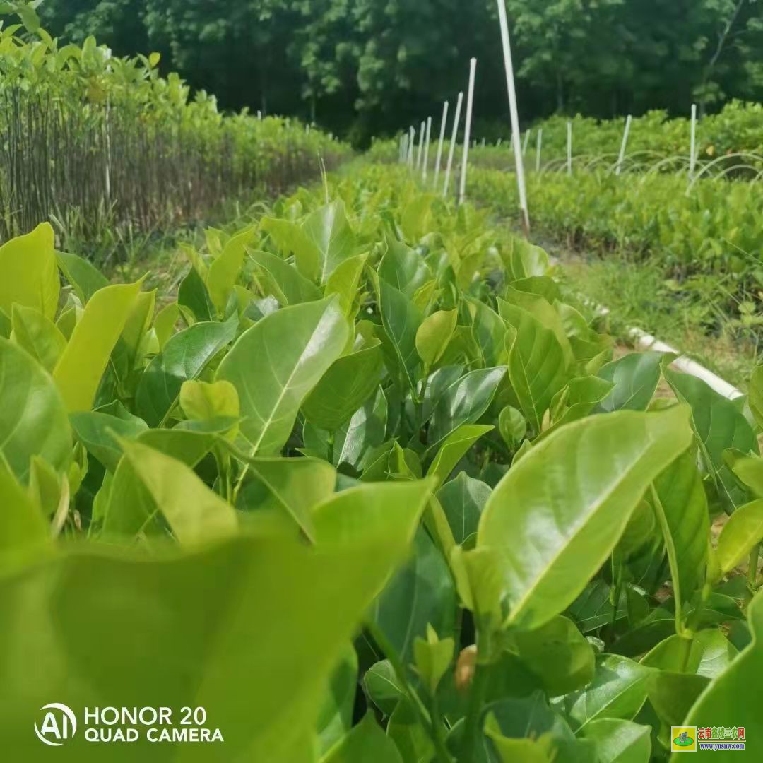 12号菠萝蜜苗8号菠萝蜜苗有什么区别 泰国12号菠萝蜜苗多少钱一木株 泰国12号菠萝蜜苗