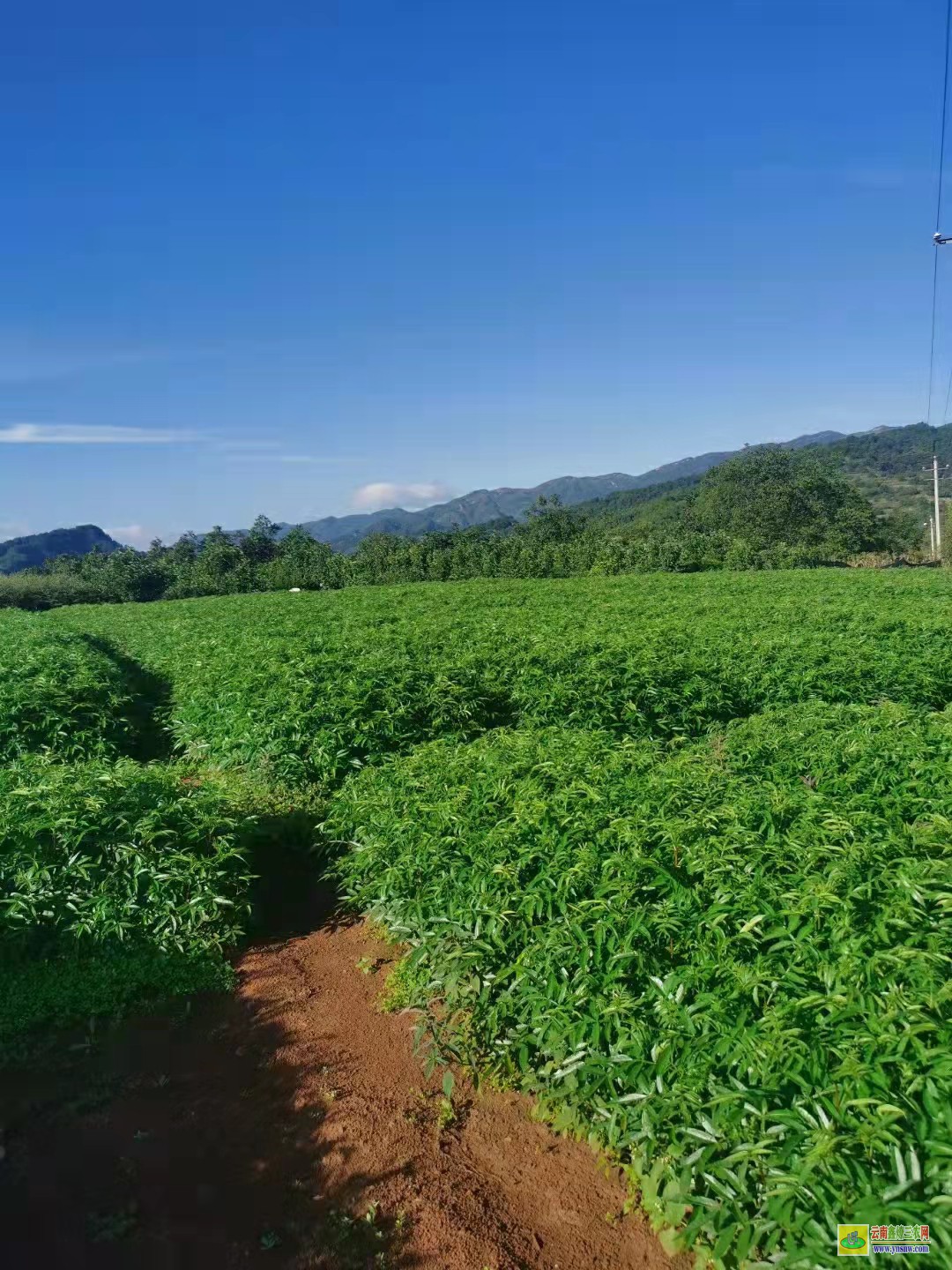 平顶山无刺花椒苗价格 花椒苗批发