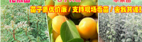 花椒苗产地