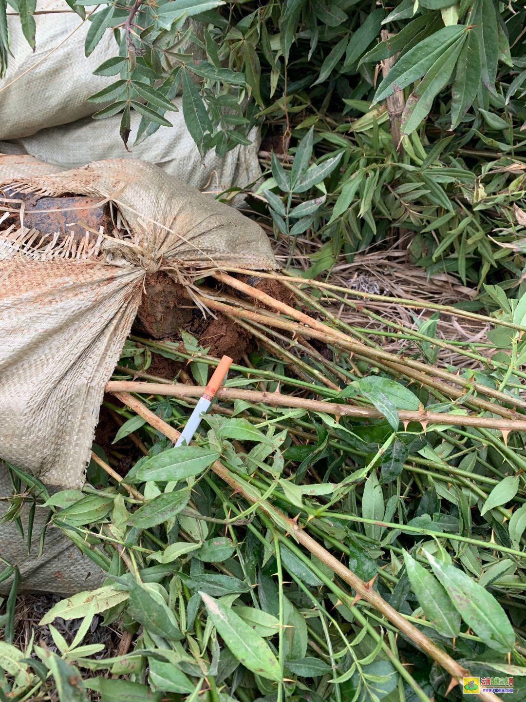 黔西鲁丽苹果苗哪里有卖的,价格是多少 红富士苹果苗新品种 2001苹果苗子那里有