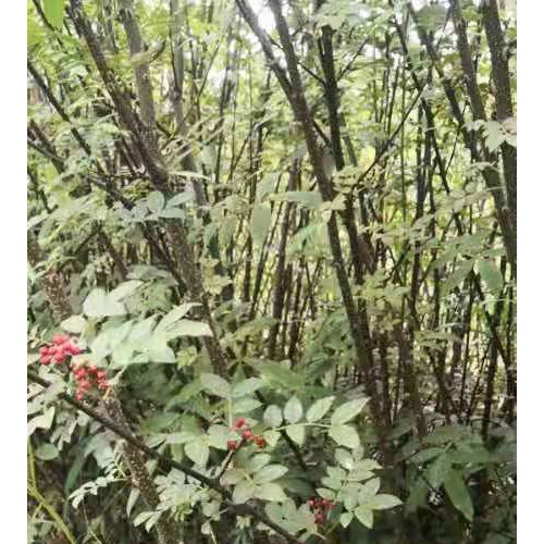 南华花椒苗报价图片价格表 花椒苗多少年可接 2毛花椒苗多少钱一株