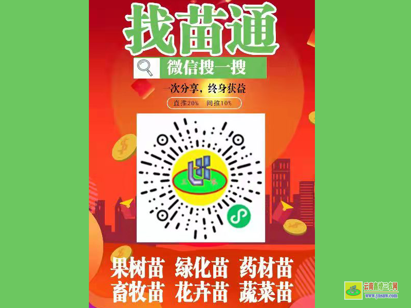 马关绿化树苗批发地点 中药材种植扶持 微信搜一搜找苗通