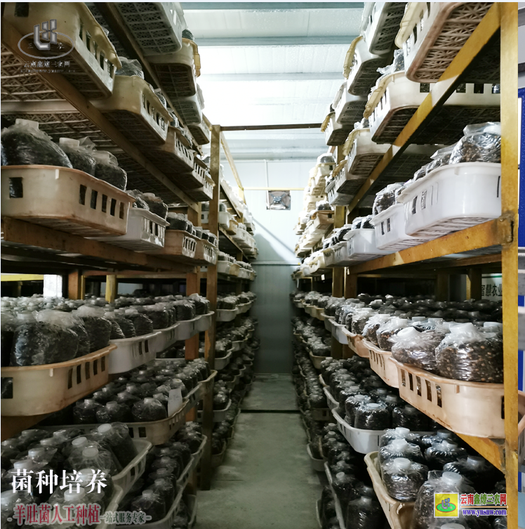 大棚羊肚菌种植 羊肚菌菌种在哪里购买 羊肚菌种植技术培训